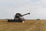 В Ртищевском районе валовой сбор зерна превысил 100 тысяч тонн  