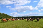 Что нужно знать о выпасе скота?
