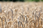 В Ртищевском районе началась уборка озимых зерновых культур