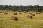 В Ртищевском районе завершается первый укос  многолетних трав на сено