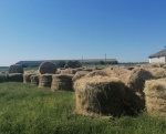 В Ртищевском районе полным ходом ведутся работы по заготовке грубых кормов