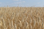 В Ртищевском районе валовой сбор зерна достиг более 182 тыс. тонн