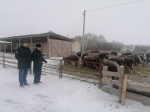 На контроле зимовка скота