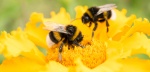  Информация для пчеловодов