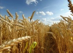 В Ртищевском районе валовой сбор зерна достиг 150 тысяч тонн