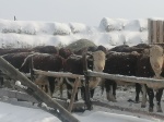 На контроле - зимовка скота