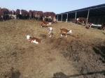 Посещение ферм по развитию мясного скотоводства