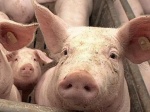 Памятка населению по мерам профилактики Африканской чумы свиней