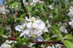 Яблони в цвету - какое чудо