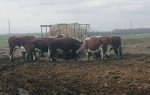 В хозяйствах района завершается зимовка скота