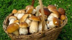 Роспотребнадзор информирует о профилактике отравлений грибами