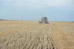 В Ртищевском районе продолжается уборка озимых зерновых культур