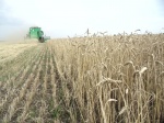 Район приступил к уборке зерновых и зернобобовых культур  