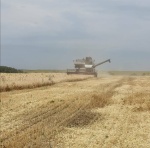 Ртищевские аграрии собрали более 100 тыс. тонн зерна