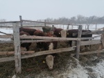 На контроле зимовка скота
